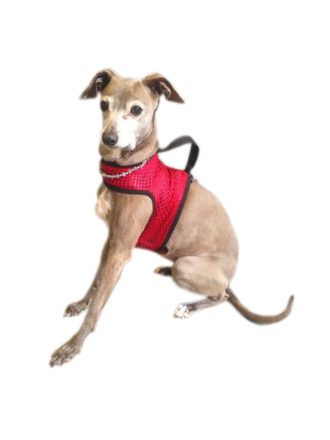 Buy Reversible Classic Dog Wrap