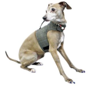 Buy Daily Use Washable Dog Wrap