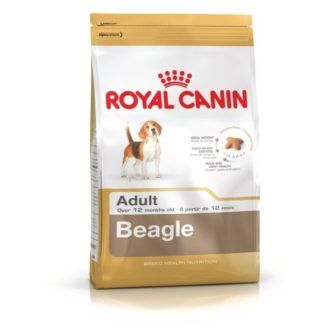 Buy Beagle Adult