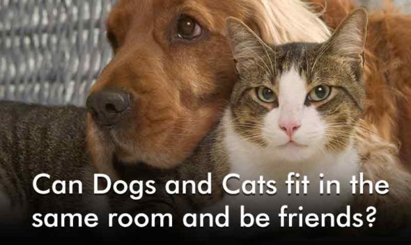Can-dog-and-cat-live-together