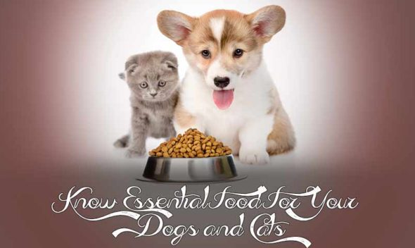 Know Essential Food For Your Dogs and Cats