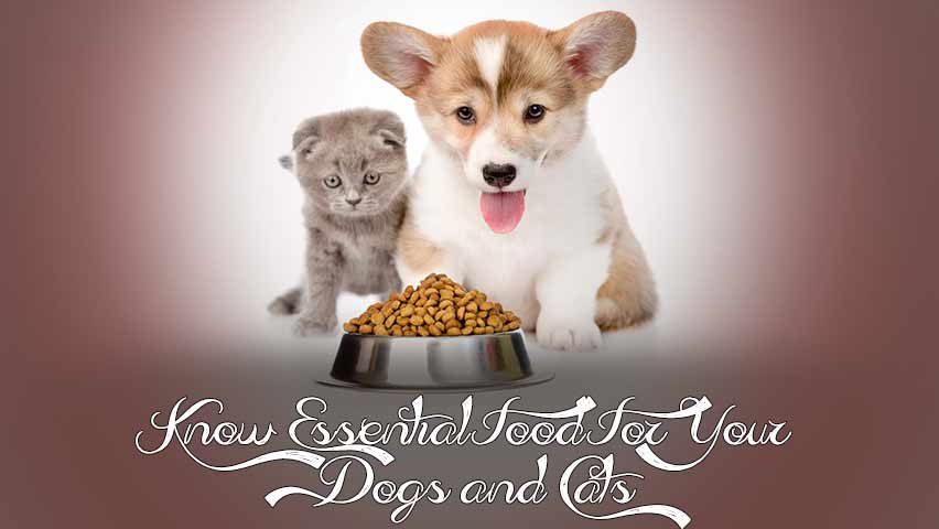 Know Essential Food For Your Dogs and Cats