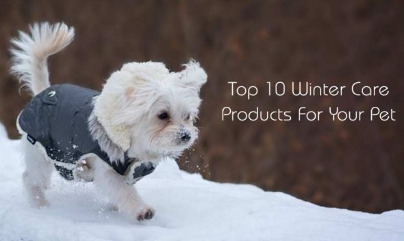 Top 10 Winter Care Products For Your Pet