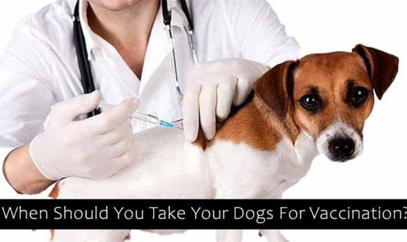 When Should You Take Your Dogs For Vaccination