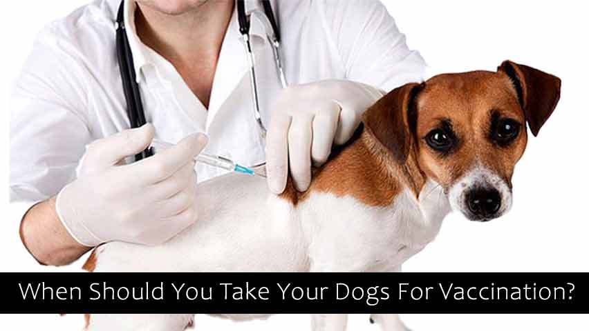 When Should You Take Your Dogs For Vaccination