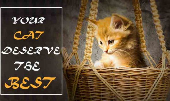 Your Cat Deserve The Best