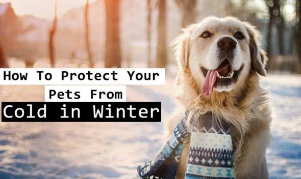 How To Protect Your Pets From Cold in Winter