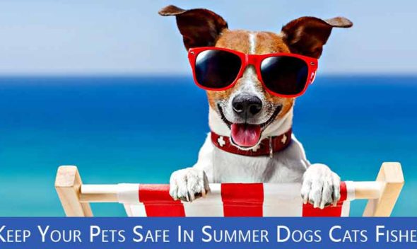 Keep your pets safe in summer Dogs Cats Fishes
