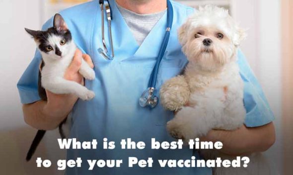 What is the best time to get your pet vaccinated