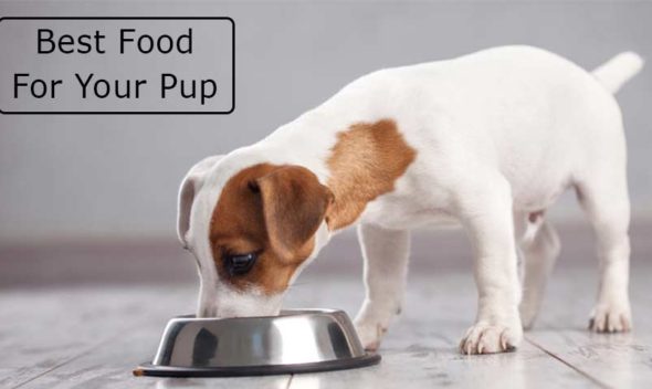 Best foods for your pup