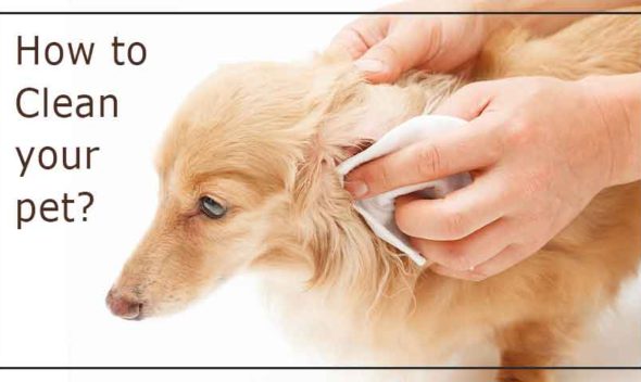 How to Clean your pet?