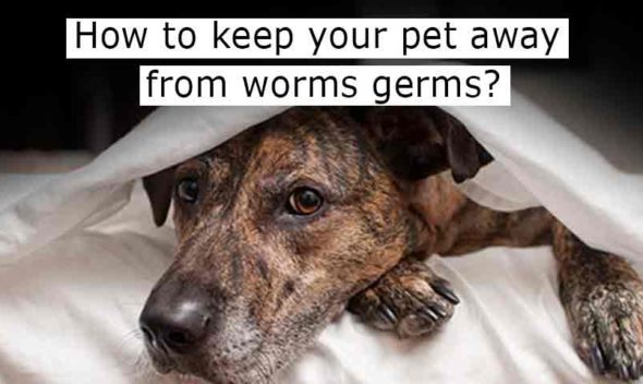 How to keep your pet away from worms germs?
