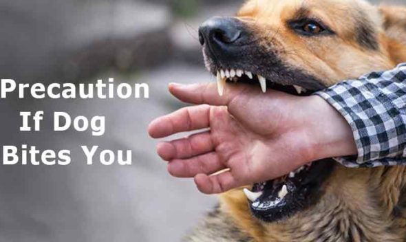 Precautions if a dog bites you