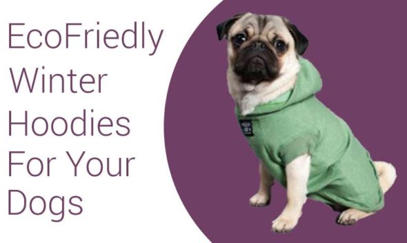 Eco Friendly Winter Hoodies for Your Dogs