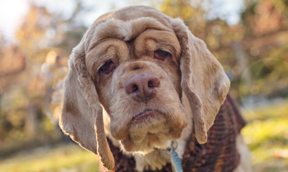 Buy Online Pet Product For Dog