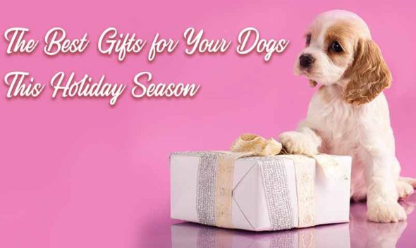 The Best Gifts for Your Dogs This Holiday Season