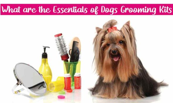 What-are-the-Essentials-of-Dogs-Grooming-Kits