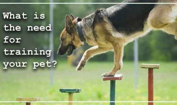 What-is-the-need-for-training-your-pet