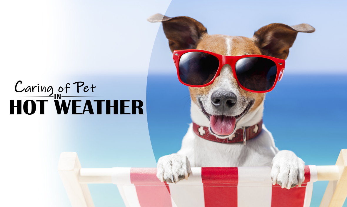 pet care in hot weather