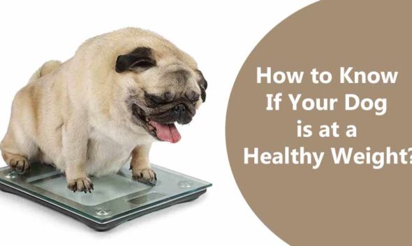 How-to-Know-If-Your-Dog-Is-at-A-Healthy-Weight