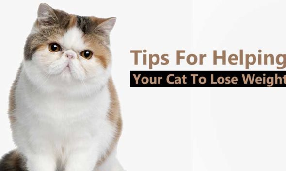Tips-For-Helping-Your-Cat-To-Lose-Weight