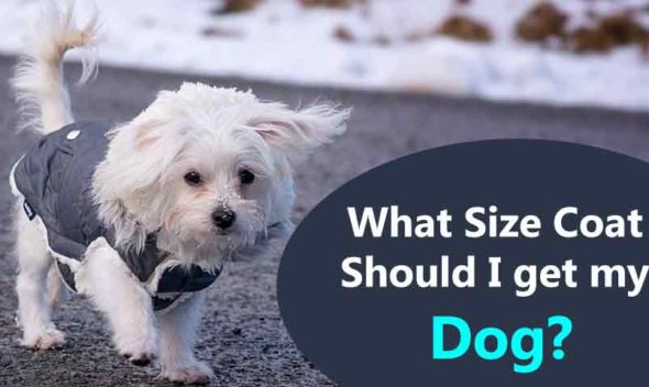 What-Size-Coat-Should-I-get-my-Dog