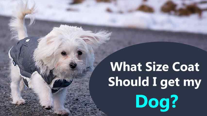What-Size-Coat-Should-I-get-my-Dog