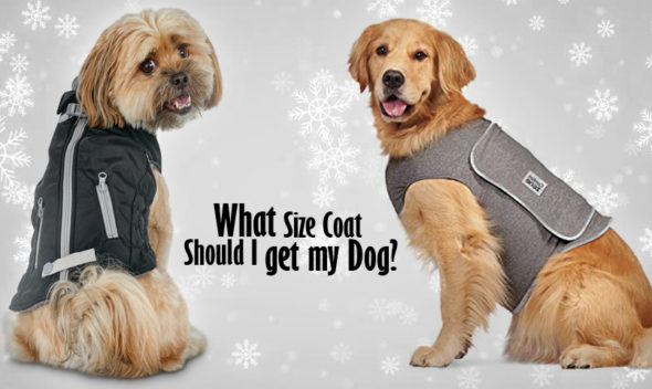 What Size Coat Should I get my Dog?
