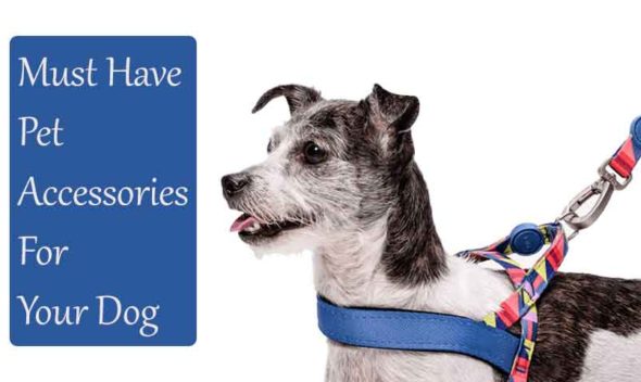 Must-Have-Pet-Accessories-For-Your-Dog