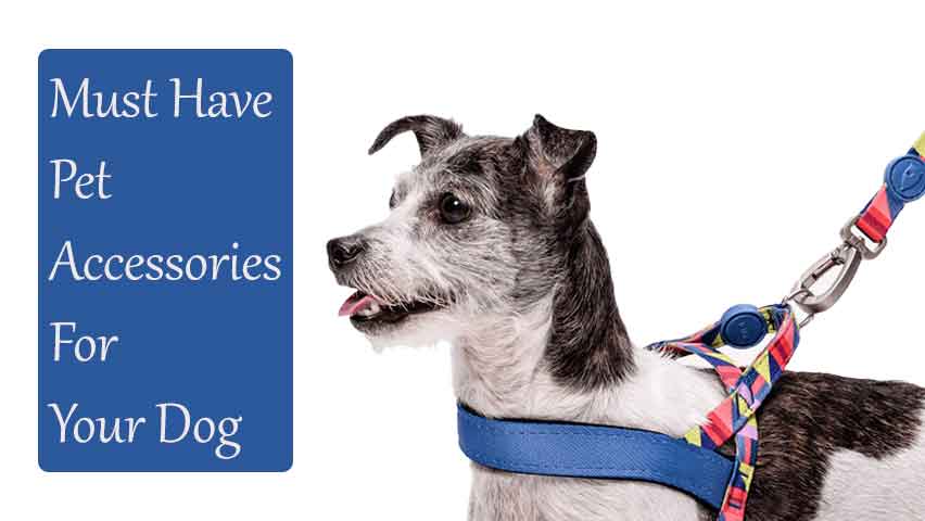 Must-Have-Pet-Accessories-For-Your-Dog