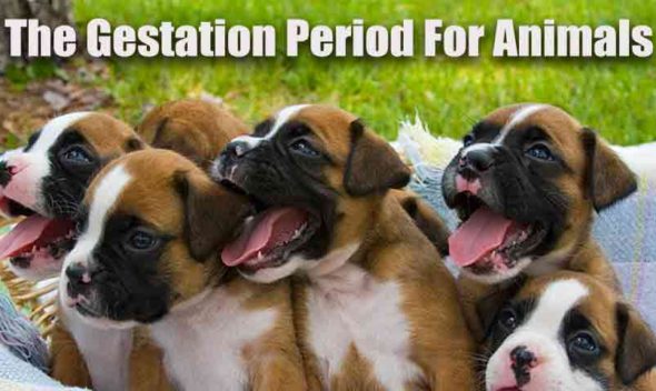 The-Gestation-Period-For-Animals