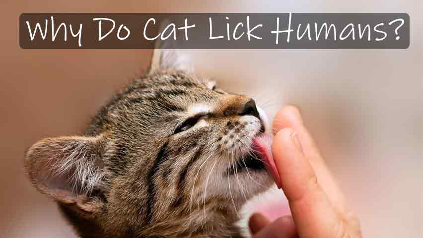 Why Do Cats Lick Humans