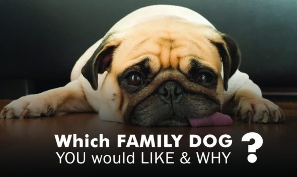 Which family dog you would like and why?