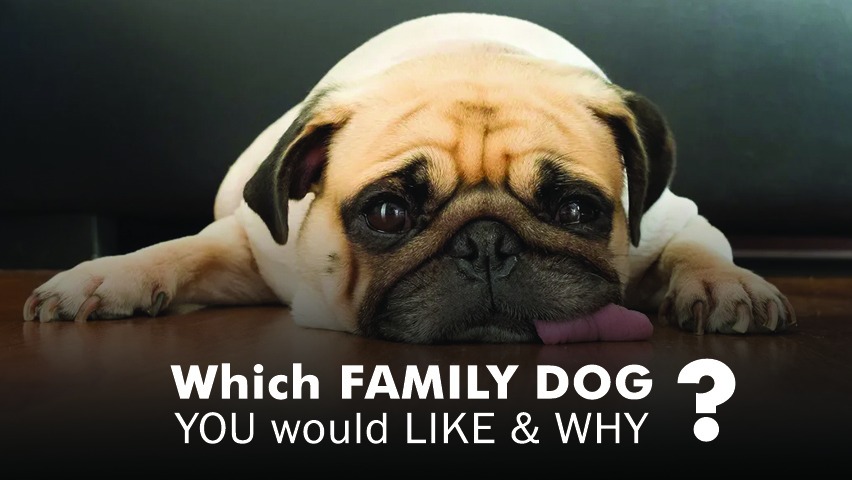 Which family dog you would like and why?