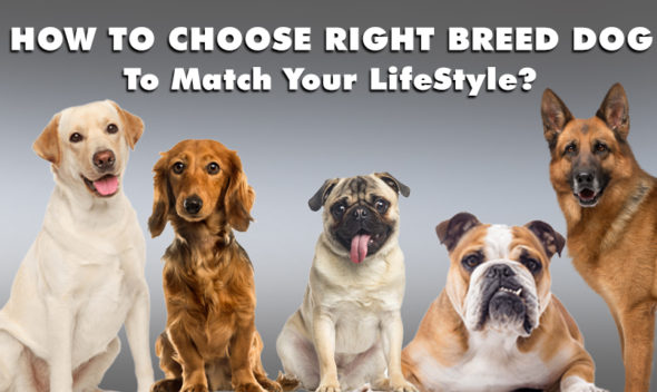 How to choose the right breed dog to match your lifestyle?