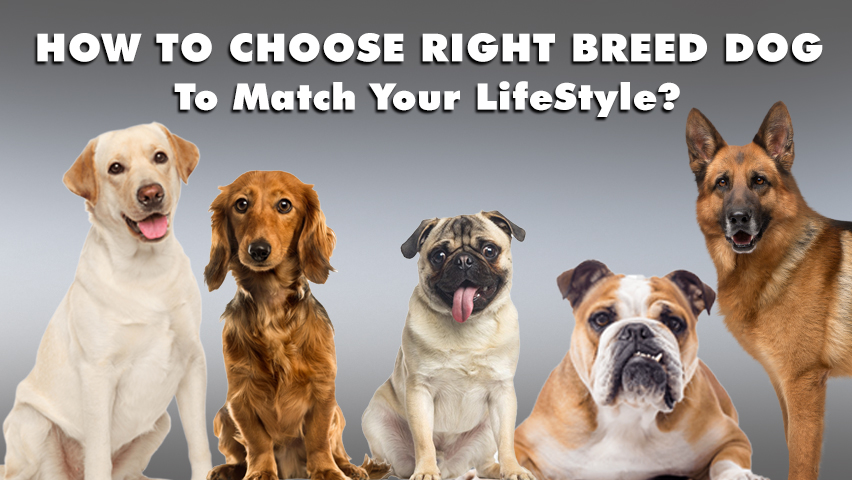 How to choose the right breed dog to match your lifestyle?