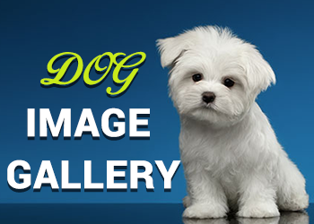 Dog Image Gallery
