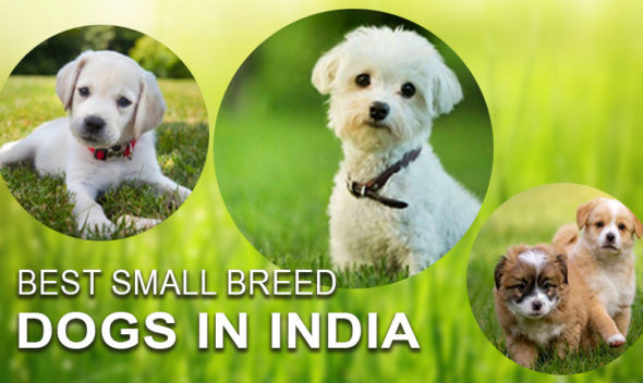 Best small sized dog breeds in India