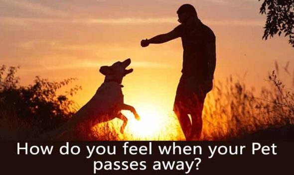 How do you feel when your pet passes away?