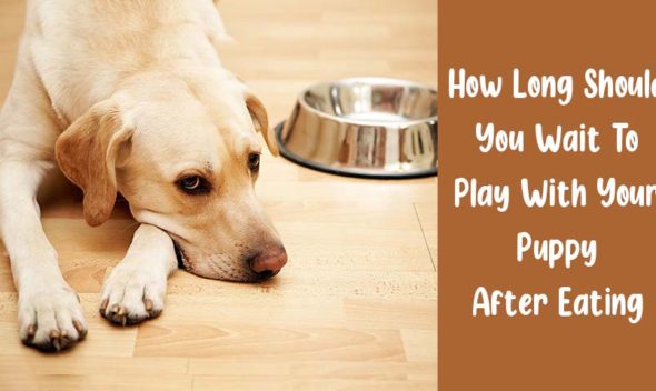 You Pups After eating