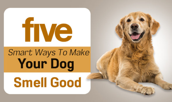 5 Smart Ways To make Your Dog Smell Good