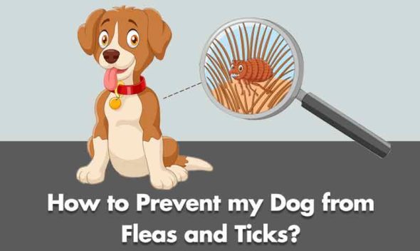 10 Tips to Keep your Dog Safe from Fleas & Ticks