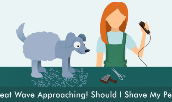 Well, winter has gone in a flash and we must get ready to usher in another long, hot summer. While you may be super-busy putting away the warm clothes and bringing out your tees, shorts, and swimsuits, as a dog or cat parent you also must be worried about your pet’s health and comfort this summer. A question most pet parents grapple with at this time of the year is – if wearing fewer clothes is good for me, shouldn’t it be good for my pet too? In other words, will shaving help her keep cool when the temperatures skyrocket? In order to answer the aforementioned question, it is necessary to understand what dog and cat coats are for and how dogs and cats would fare without them. Shaving Dogs We humans are designed to sweat in hot weather, sweating being the body’s natural mechanism to cool down and feel less hot. However, a dog’s “cooling system” isn’t like that of its human owners. While our sweat glands are located in our skin, those of dogs are located in their tongue and paw pads. This means when she is panting and breathing rapidly, she is sweating. It must be noted that this reflex action is her body’s way of cooling down. Now, for her coat. Interestingly, a dog’s coat provides insulation both from hot and cold weather. Waterproof and protective, the coat shields her skin from the external environment. So getting rid of her coat would take away her natural protective lining of insulation. Subsequently, shaving in the summer can actually cause sunburn and overheating, even putting a dog at risk of skin cancer and heatstroke as their skin is much thinner than ours. Remember that dogs naturally shed hair which is their way of adjusting to seasonal changes, and all you have to do is make sure that her coat is well-brushed, clean, and free of tangles and matting. Shaving Cats Other than amplifying her cuteness factor, your feline friend’s fur serves numerous functions. It helps protects her skin from injuries, provides sensory input, helps keep her dry, and is even used to make involuntary communication (remember how her fur stands on end all through her body when she’s startled, frightened, alarmed, or just livid?) Most of all, her fur is an incredible insulator, keeping her warm in cold weather and cool in hot weather by trapping cool air against her skin. Not only does your cat not need a shave, shaving off her fur completely will in fact expose her to a variety of risks including overheating, sunburn, and insect bites. Besides, do not underestimate your cat’s natural wisdom. Rest assured she’s quite good at finding places that are least hot in the house, and is smart enough to keep away from windowsills and other areas that have been directly heated up by the sunlight. Just make sure she has access to plenty of fresh water throughout the day, so she remains hydrated. Also, remember never to leave her alone in enclosed spaces like a car or a garage when the sun is blazing outside. The Bottom-line Shaving a dog is not recommended by experts barring specific reasons or circumstances, and no prizes for guessing that summer isn’t one of the reasons. Shaving may become necessary prior to a surgery, due to a skin disease like Myiasis, and owing to severely matted hair. Simultaneously, it must be noted that dogs with long and curly hair – a Poodle or Shih Tzu – can be given a cut in the winter as without a haircut such dogs will likely develop a matted coat (wintry dry air tends to exacerbate matting). However, it is always better to visit a professional groomer instead of doing it yourself with clippers or scissors. Bear in mind that shaving and clipping double-coated dogs such as Labradors, German Shepherds, and Siberian Huskies is not recommended and doing so can lead to a number of problems. Likewise, your cat doesn’t really need a shave unless there is a specific reason such as in preparation for a surgery or because the fur has become so matted it is causing needless misery. Remember that your cat’s shedding will anyway see a natural increase during the hottest months of the year and that all you really need to do is take extra good care of her fur. Make sure to brush her every day and give her plenty of rubs to get rid of as much loose hair as possible. So now that you know how your canine or feline pet is naturally equipped to cope with the impending heat wave, we advise you to fret not and have fun this summer!