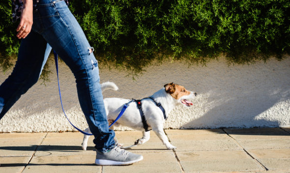 Best Dog Collars & Leashes for Ensuring Comfort & Safety