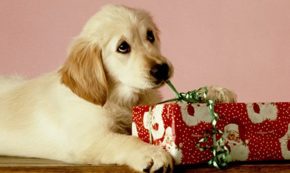 Top 10 Best & Most Comfortable Dog Clothing and Accessories