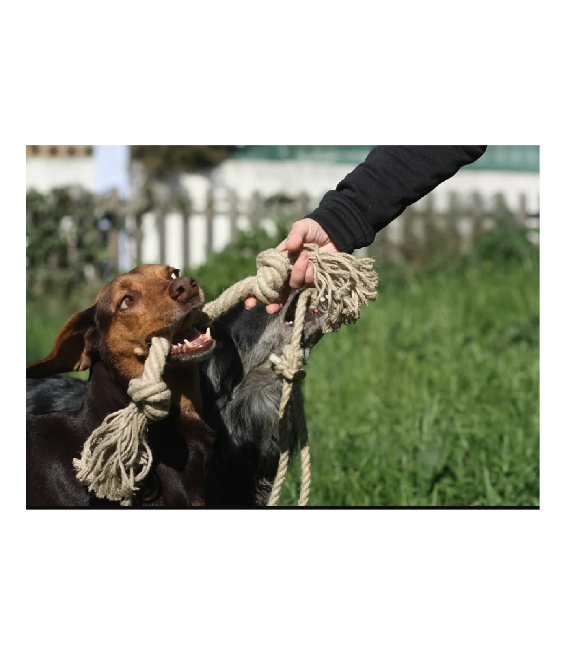 Organic hemp rope dog toy - Eco friendly and natural dog toy