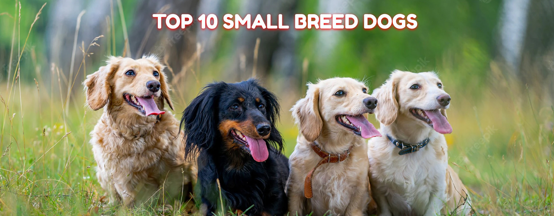 Top 10 Small Breed Dogs Nappets India