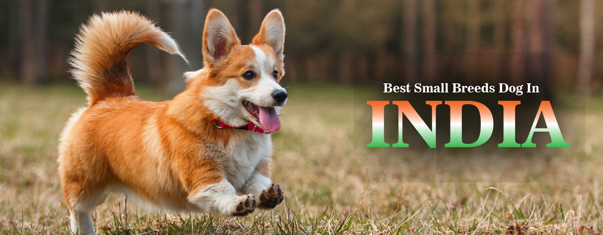 Dog Breeds In India Nappets