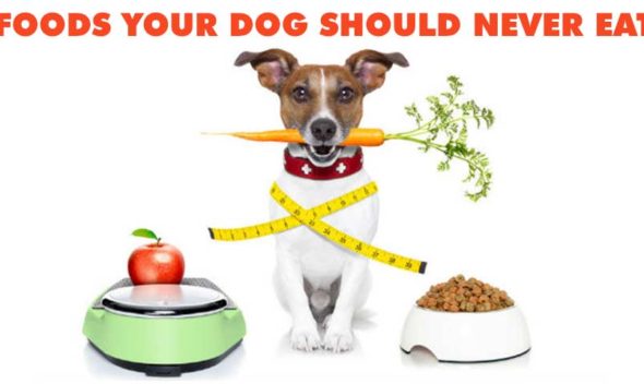 Foods Your Dog Should Never Eat