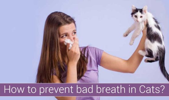 How to prevent bad breath in cats